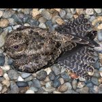 common nighthawk on the ground