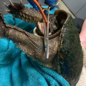 common snapping turtle being tube-fed