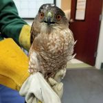 Cooper's hawk held in gloved hands
