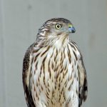 Cooper's Hawk on perch