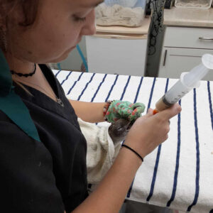 Cory's shearwater being syringe-fed