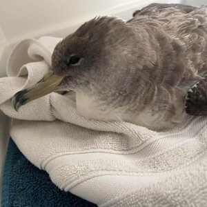 Cory's shearwater lying on a towel