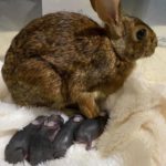 cottontail rabbit and babies at 1 day old in enclosure