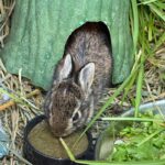 cottontail rabbit stepping out from hideaway to eat from food bowl
