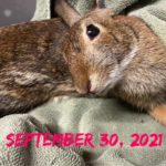 Eastern cottontail rabbit on towel showing severe head tilt
