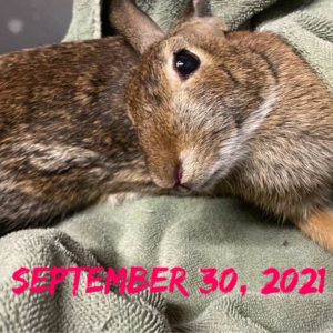 Eastern cottontail rabbit on towel showing severe head tilt