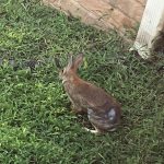 cottontail rabbit with healing leg injury sitting in grassy yard