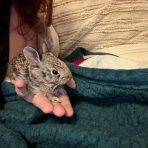 baby cottontail rabbit held in hand of a seated person