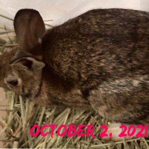 top view of Eastern cottontail rabbit sitting on hay
