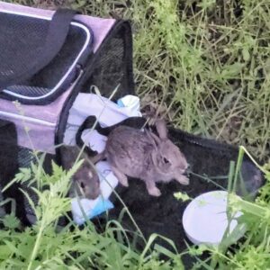 two rabbits exiting a carrier out in a field