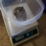 baby cottontail rabbit in clear tub being weighed