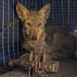 alert coyote in cage lying down with trap on left front leg