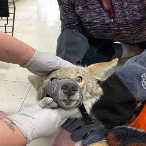 coyote being restrained