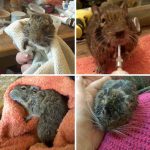 four photos of degus that are ill