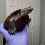 diamondback terrapin aquatic turtle held by gloved hand indoors