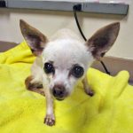 Chihuahua mix dog on yellow blanket on vet table