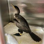 double-crested cormorant in cage