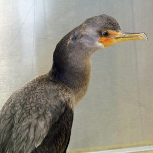 head of double-crested cormorant