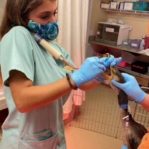 person syringe-feeding a double-crested cormorant held by another person