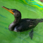 double-crested cormorant paddling in kiddie pool