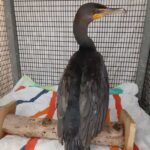 double-crested cormorant standing on perch in cage
