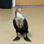 double-crested cormorant standing on floor