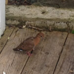 Zenaida dove standing on wood planking, perhaps a porch