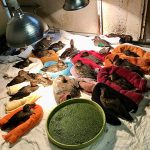 sick ducks propped up on towels