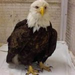 eagle standing in cage