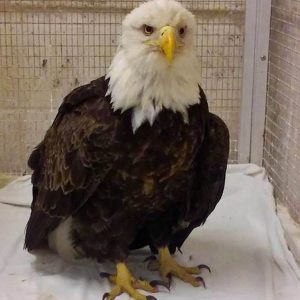 eagle standing in cage