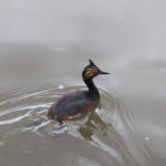 eared grebe paddling in water