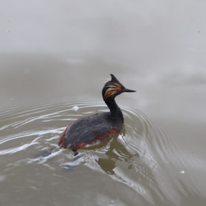 eared grebe paddling in water