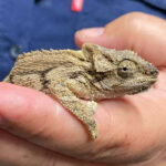eastern Cape dwarf chameleon held in hand