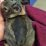 young cottontail rabbit with burn held in hand
