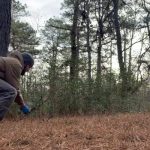 release of Eastern cottontail rabbit