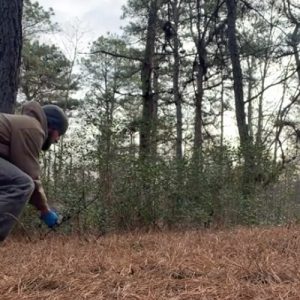 release of Eastern cottontail rabbit
