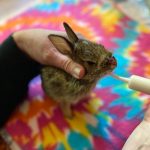 eastern cottontail rabbit being hand-fed