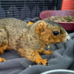 eastern fox squirrel standing on towel in cage