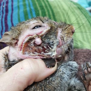 Eastern gray squirrel with face injuries