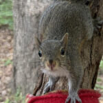 Eastern gray squirrel on branch outside