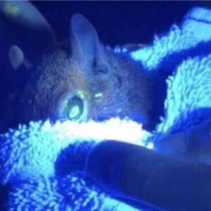 Eastern gray squirrel with eye getting fluorescein stain test for corneal abrasion