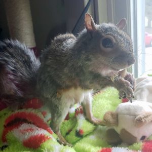 Eastern gray squirrel standing and eating by window