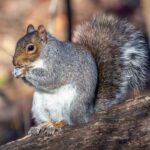 Eastern gray squirrel standing on branch eating