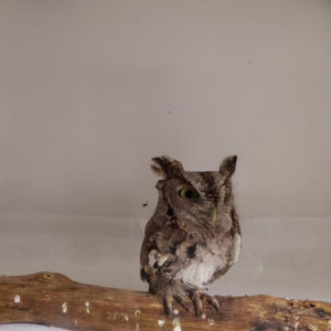 eastern screech owl standing on branch on floor of enclosure