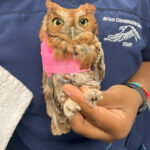 eastern screech owl with bandaged wing held in hand