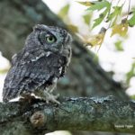 right side of an Eastern sceech owl perched on a branch