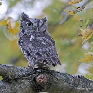 left side of Eastern screech owl perched on a branch