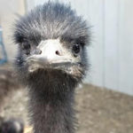 close up of baby emu's head