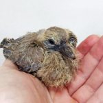 eurasian collared dove chick held in hand