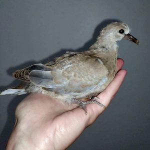 older eurasian collared dove held in hand